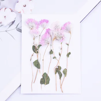 16pcs,Naturlige Presset chrysanthemum Blomster med stilk,Tørret Blomst til DIY bryllup invitationer Bogmærke kort,telefon shell indretning images